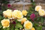 Colorful yellow roses blooming on the bush in a summer garden in a close up view