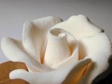 White icing sugar flower for use in baking to decorate a cake or confectionery, close up view