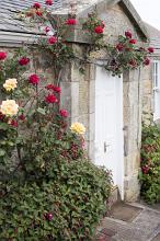 Colorful deep red roses trailing around a closed white painted cottage door in a stone facade with yellow roses in a bed in the foreground