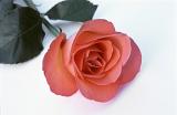 Single long stemmed romantic red rose on white for a sweetheart or lover on Valentines Day or an anniversary