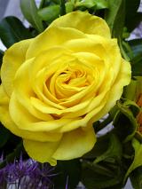 Single beautiful yellow rose growing outdoors in the garden on a bush in a close up view from above