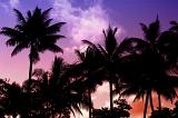Colorful vivid tropical sunset with a grove of palm trees silhouetted against a purple , pink and orange sky, symbolic of travel and summer vacations