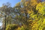 Colorful autumn or fall foliage with the leaves on the trees in woodland turning a vivid yellow with the changing of the seasons, against a clear sunny blue sky
