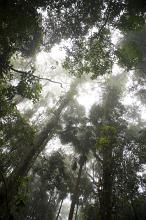 View from below looking up into a tall tree canopy in a rain forest with tropical sunlight filtering through the leaves