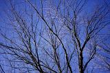 Tracery of a leafless bare branched deciduous tree in winter against a sunny blue sky