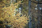 Close Up of Yellow Larch Branches - Deciduous Tree in front of Tall Evergreen Tree Trunks in Dense Forest