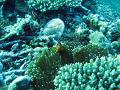 Sea Anemone and Clownfish with various other corals including a mushroom coral