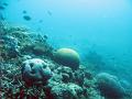 A coral landscape including brain and boulder corals