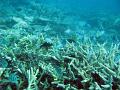 Corals and various reef fish including black and white Sergeant Major Damsel Fish