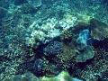 an assortment of coral types, elephants ear soft coral and various hard corals