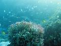 colourful pink finger coral and a shoals of reef fish