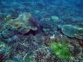 A colourful assortment of plate corals on the sea bed off great keppel island, queensland, australia