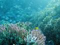 colourful pink finger coral and a shoals of reef fish