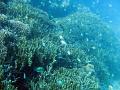 an assortment of corals and reef fish