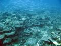 Coral reef and an assortment of reef fish