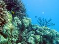 stanhorns and other hard croals growing in the coral sea, queensland, australia