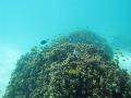 an assortment of corals and reef fish