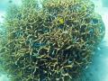 A ball of hard coral and small reef fish at lady musgrave island