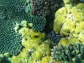 A yellow reef fish camouflage against a colourful coral background