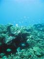 Coral reef and an assortment of reef fish