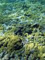 unsual coral formation frowing across a coral reef