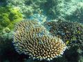 a school of tiny blue fish swimming amongst a coral reef