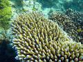 a school of tiny blue fish swimming amongst a coral reef