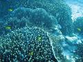 an assortment of corals and yellow reef fish