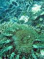 A Crown of thorns starfish feeding on coral polyps and some bleached coral to the rear