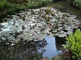 Water lilies growing in a small tranquil pond with reflections of surrounding trees and lush green ferns
